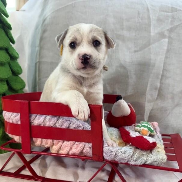 Twice K Pop — thumbnail 5