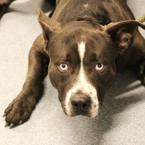 Enlarge 26-00382 FRIAR TUCK, a ADOPTABLE mixed breed in Fredericksburg, VA image 3/3