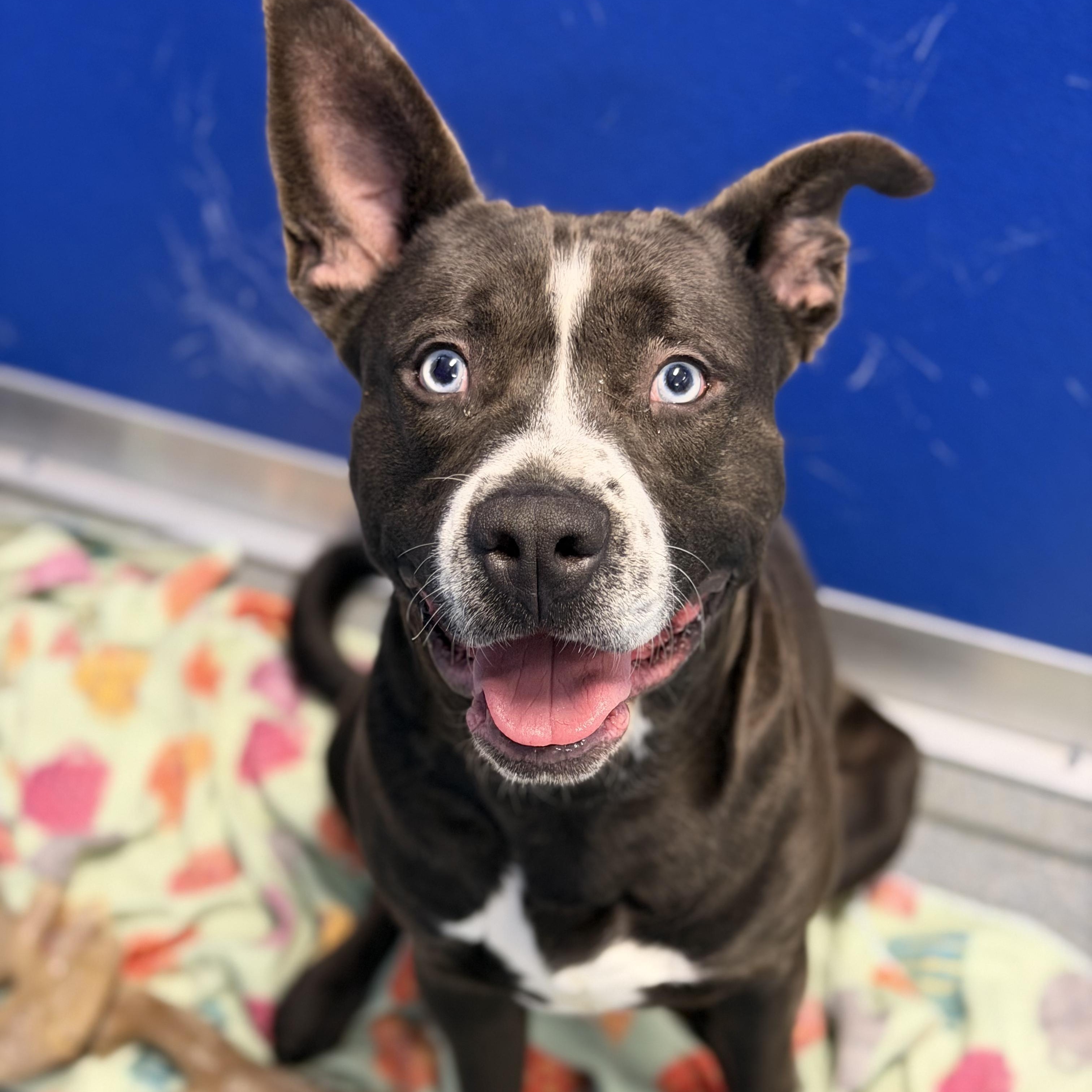 26-00382 FRIAR TUCK, ADOPTABLE, Adult Male Pit Bull Terrier.