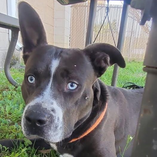 Enlarge 26-00382 FRIAR TUCK, a ADOPTABLE mixed breed in Fredericksburg, VA image 2/3