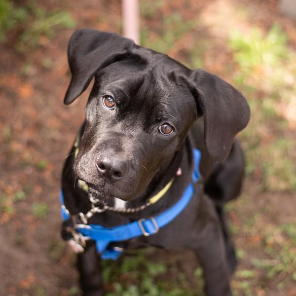 Dakota, Adoptable, Young Female Mastiff.