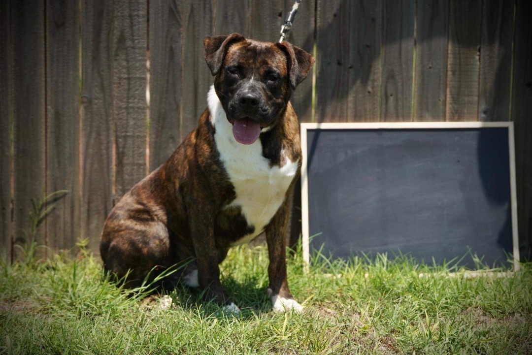 Charlie Brown, a Adopted mixed breed in Edmond, OK image 1/6