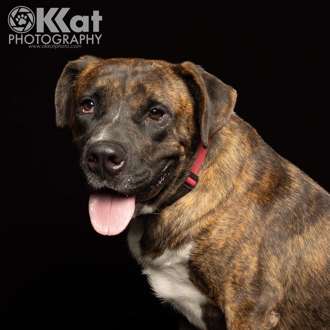 Charlie Brown, a Adopted mixed breed in Edmond, OK image 2/6