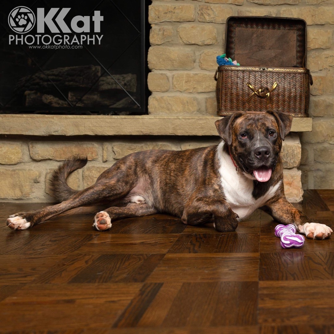 Charlie Brown, a Adopted mixed breed in Edmond, OK image 3/6