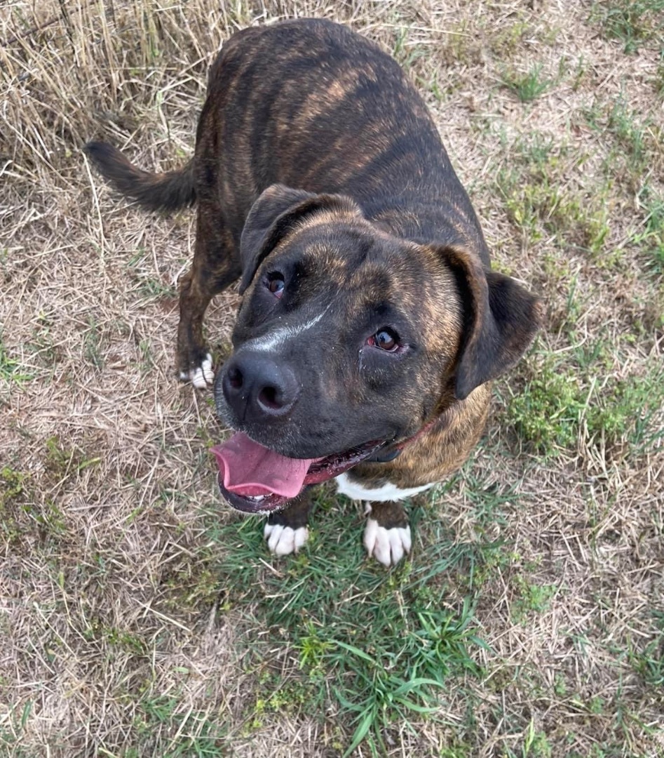 Charlie Brown, a Adopted mixed breed in Edmond, OK image 4/6