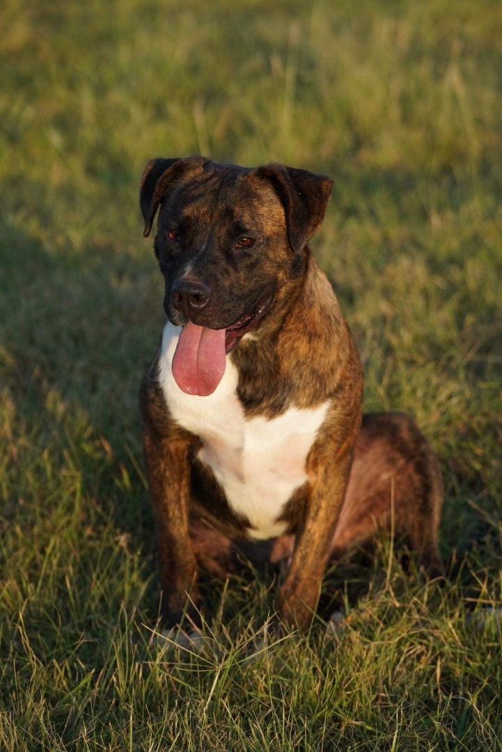 Charlie Brown, a Adopted mixed breed in Edmond, OK image 5/6