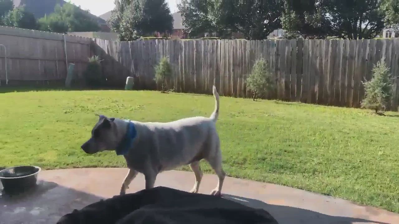 Enlarge Charlie Brown, a Adopted mixed breed in Edmond, OK video 6/6