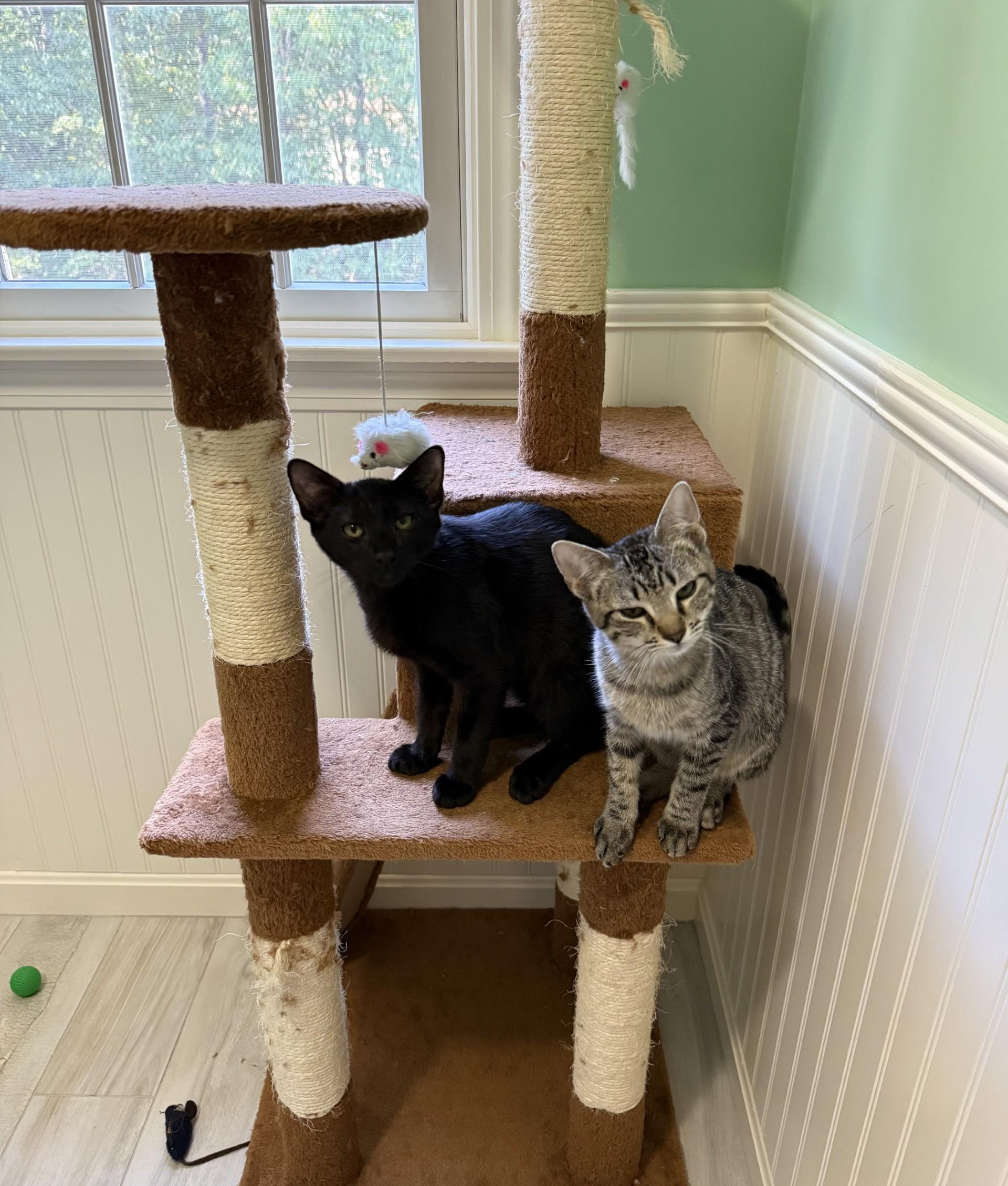 Pepperflake and Rino (Bonded Pair)