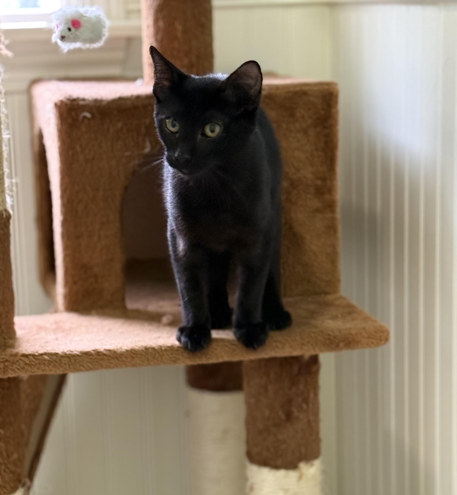 Pepperflake and Rino (Bonded Pair), a Adoptable Domestic Short Hair in Grafton, MA image 2/4