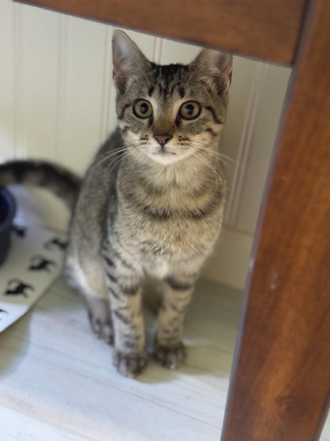 Pepperflake and Rino (Bonded Pair)