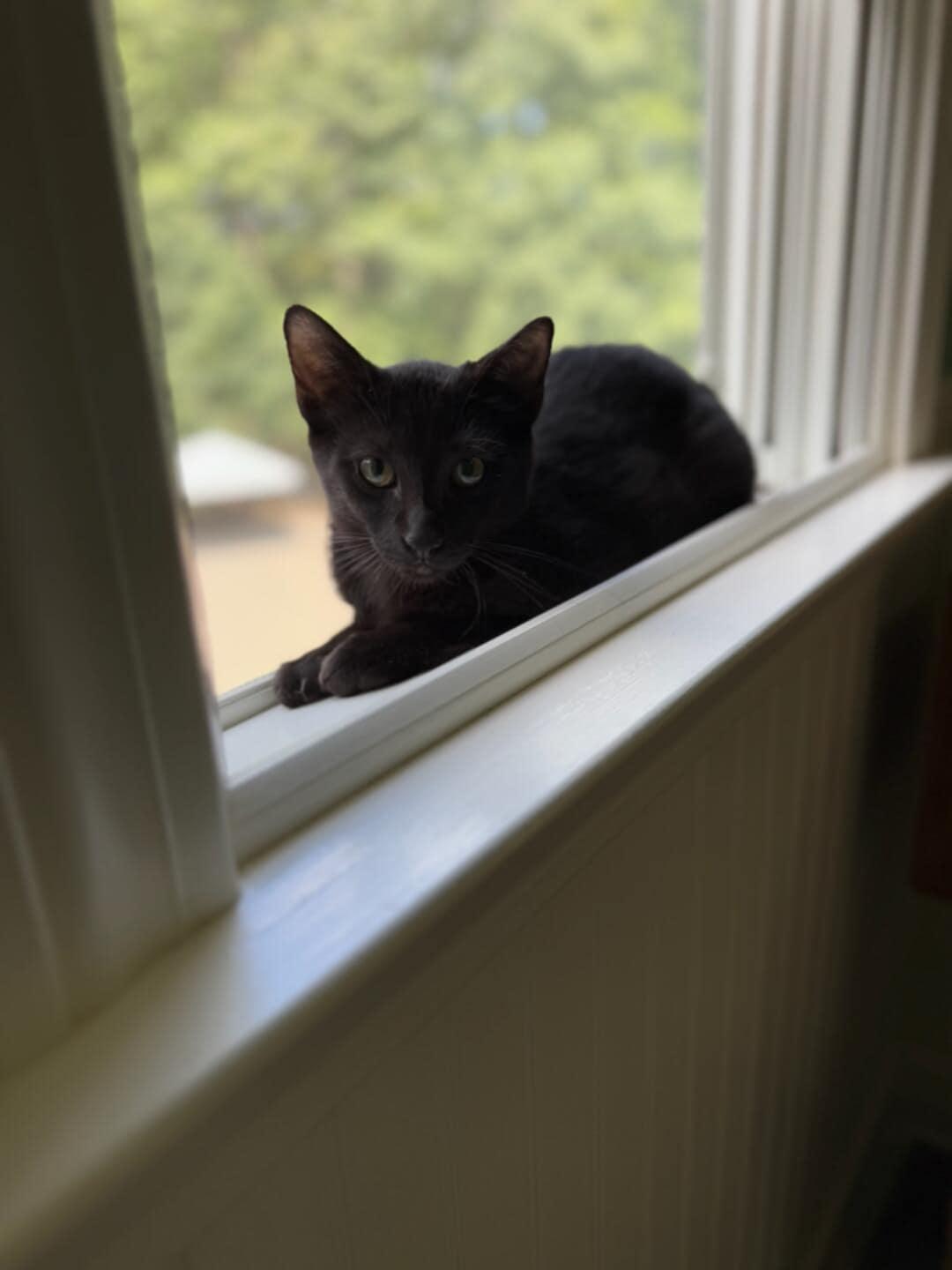 Pepperflake and Rino (Bonded Pair)