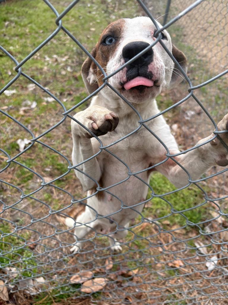 Huggie, Adoptable, Young Female Mixed Breed.