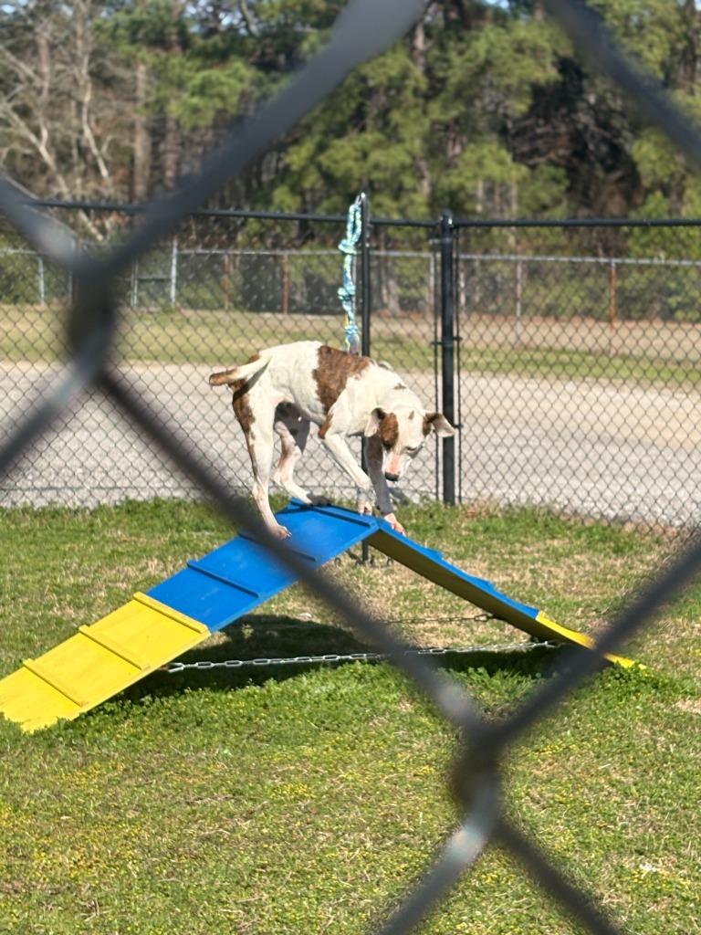 Enlarge Huggie, a Adoptable mixed breed in Effingham, SC image 2/6