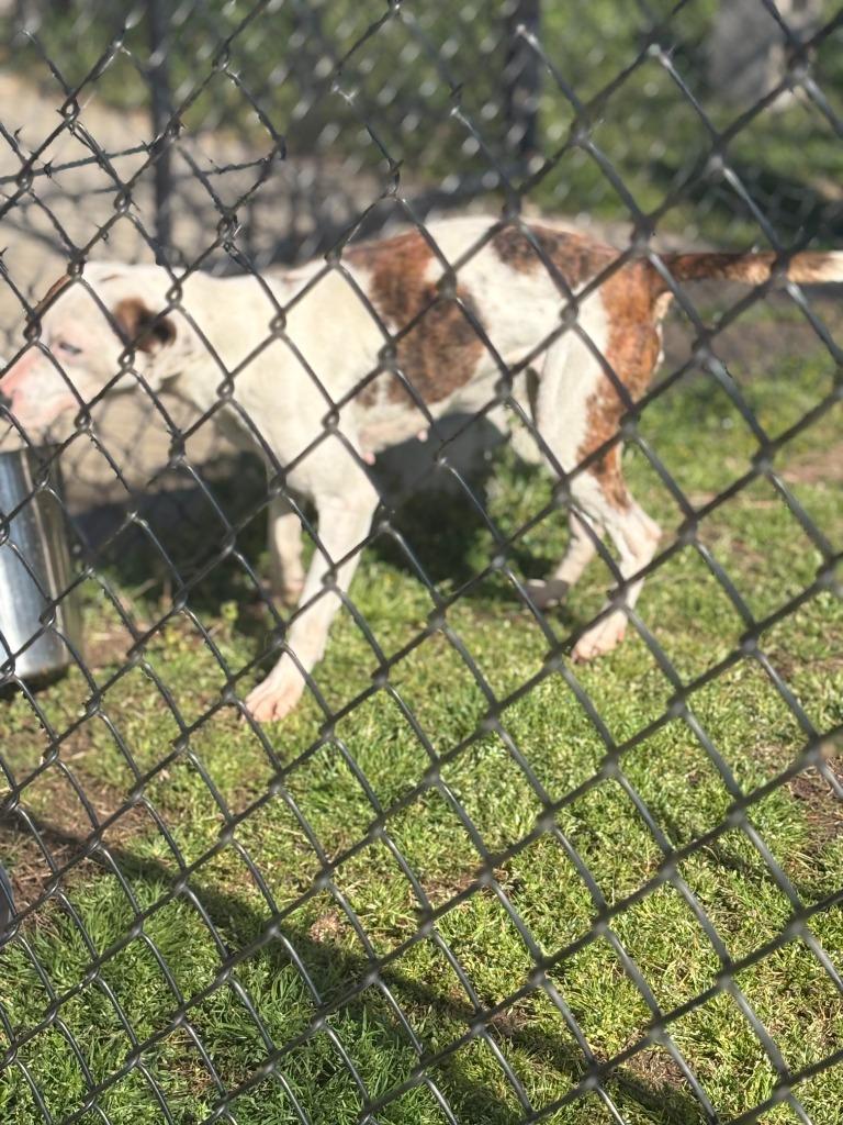 Enlarge Huggie, a Adoptable mixed breed in Effingham, SC image 3/6