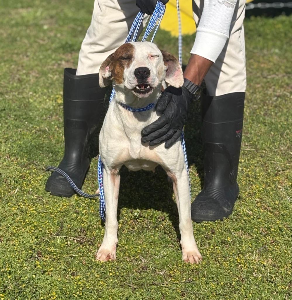 Enlarge Huggie, a Adoptable mixed breed in Effingham, SC image 4/6