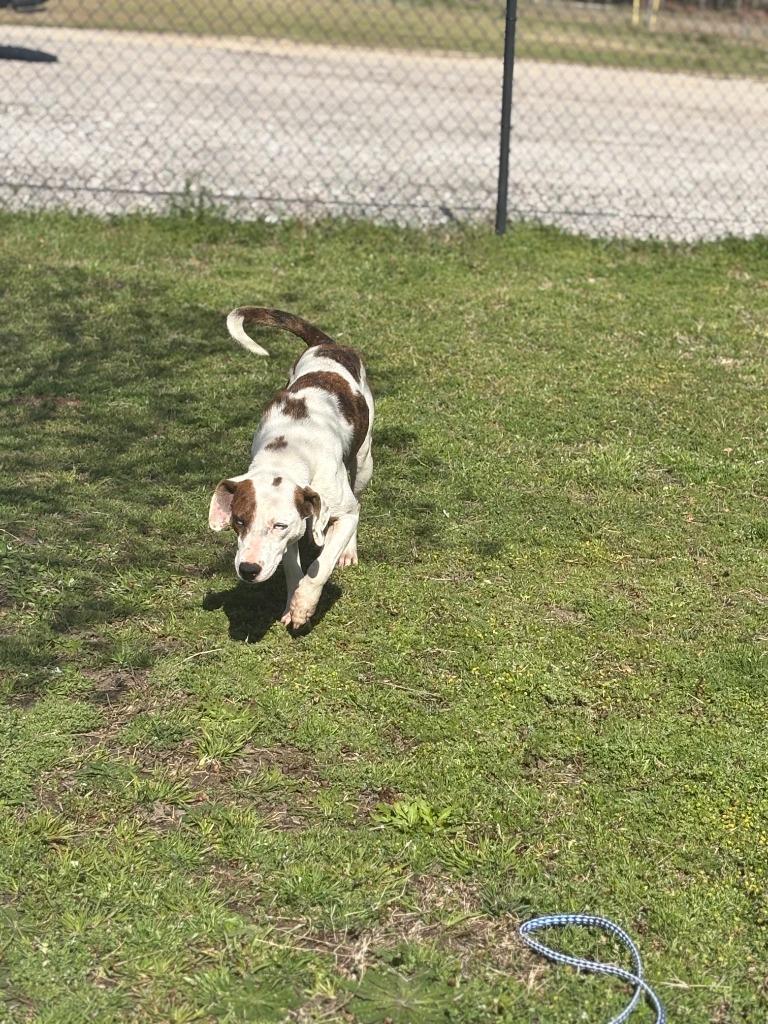 Enlarge Huggie, a Adoptable mixed breed in Effingham, SC image 5/6