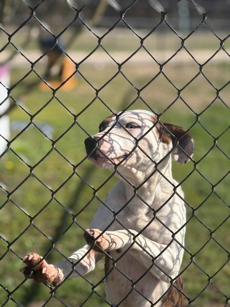 Enlarge Huggie, a Adoptable mixed breed in Effingham, SC image 6/6