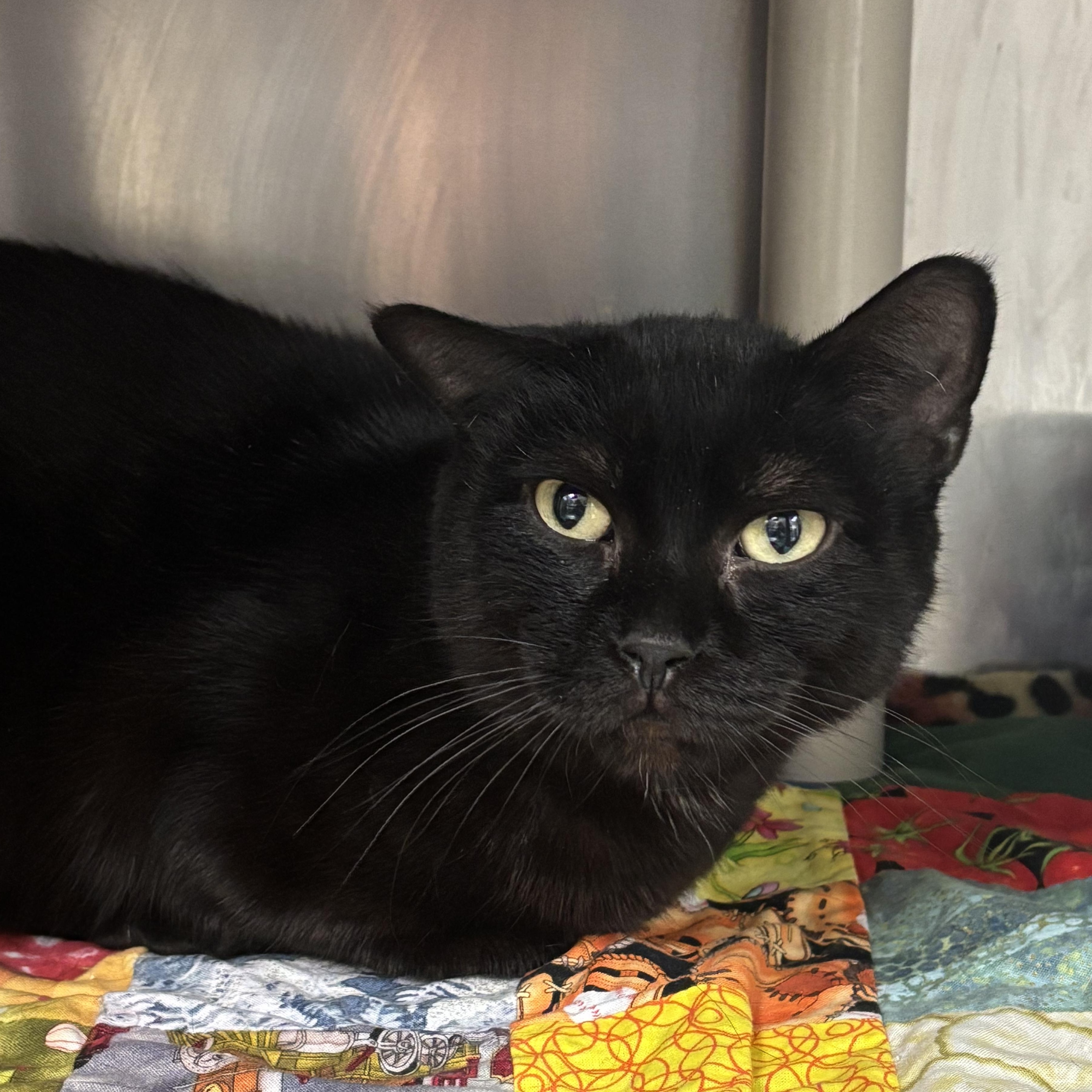 Louise, Adoptable, Adult Female Domestic Short Hair.