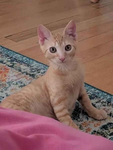Grapes, adopted, Kitten Male Domestic Short Hair.