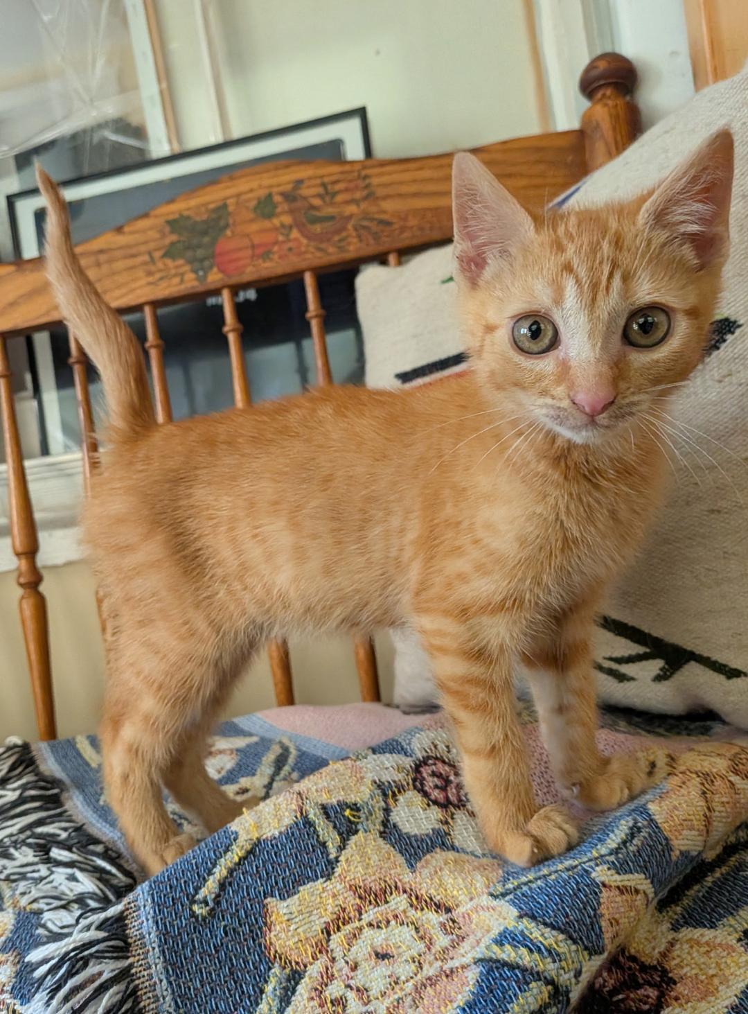 Grapes, an adopted Domestic Short Hair in Wayne, NJ image 2/2