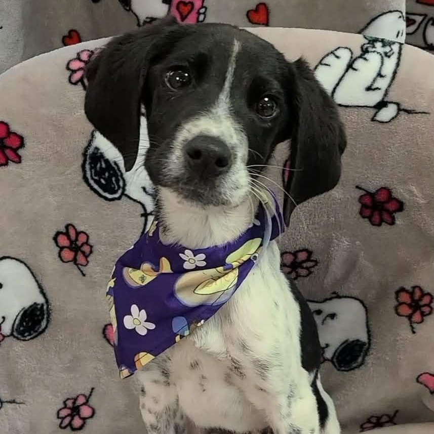 Sprout, ADOPTABLE, Young Male German Shorthaired Pointer.