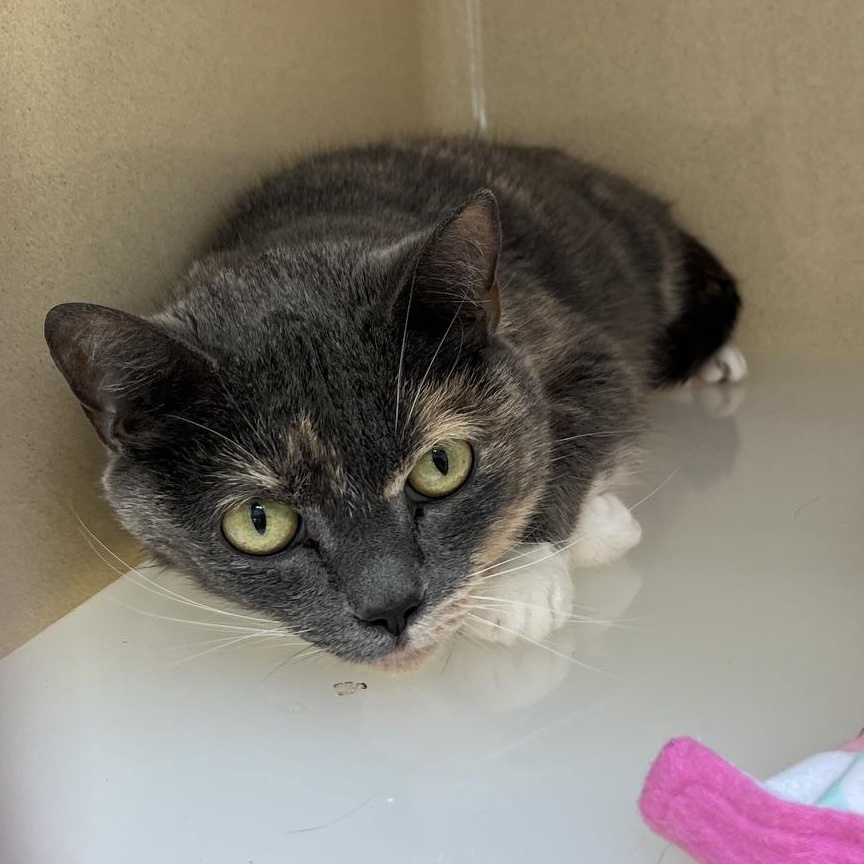 Enlarge Tabby, a Adoptable mixed breed in Clarksville, VA image 2/5