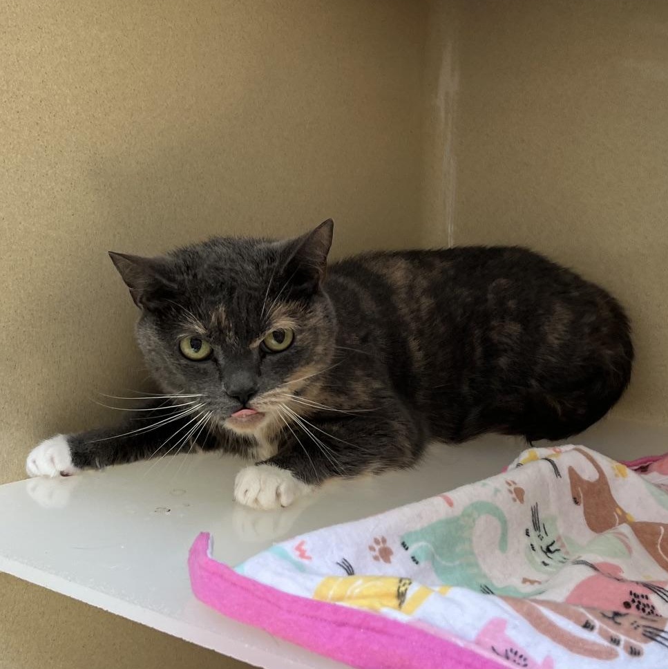 Enlarge Tabby, a Adoptable mixed breed in Clarksville, VA image 3/5