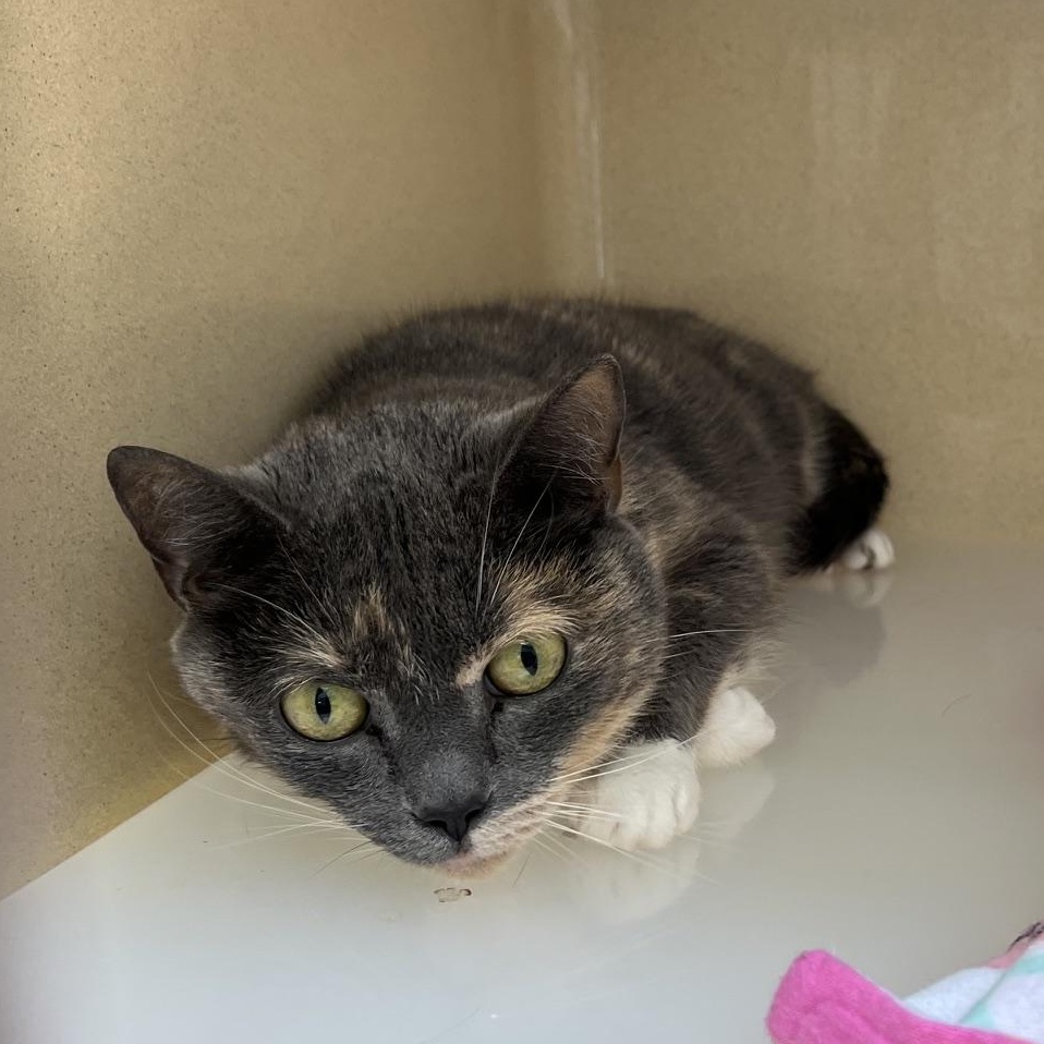 Enlarge Tabby, a Adoptable mixed breed in Clarksville, VA image 4/5
