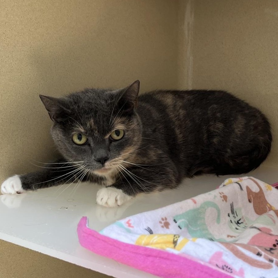 Enlarge Tabby, a Adoptable mixed breed in Clarksville, VA image 1/5