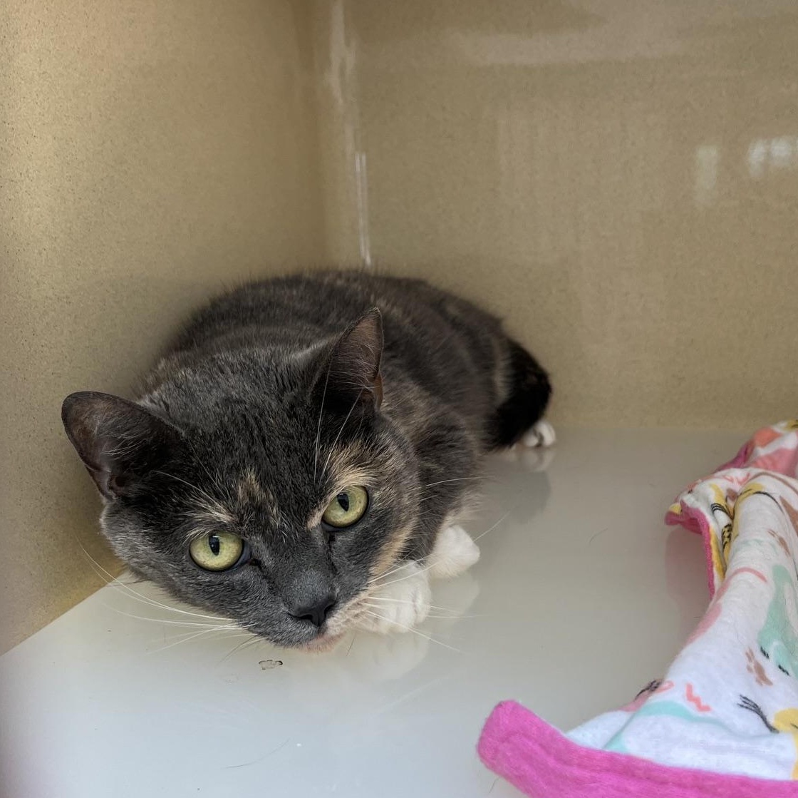 Enlarge Tabby, a Adoptable mixed breed in Clarksville, VA image 5/5