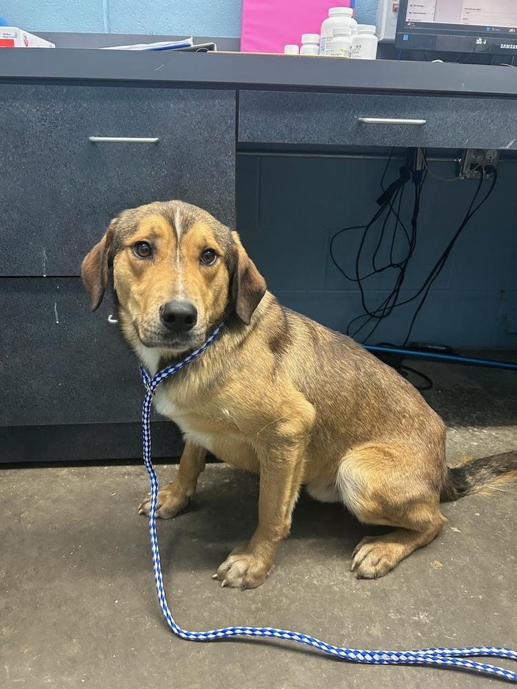 Clove, Adoptable, Adult Male Mixed Breed.