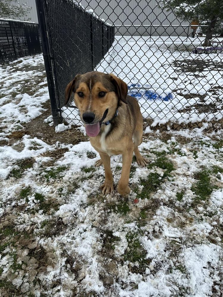Clove, a Adoptable mixed breed in Evansville, IN image 2/4