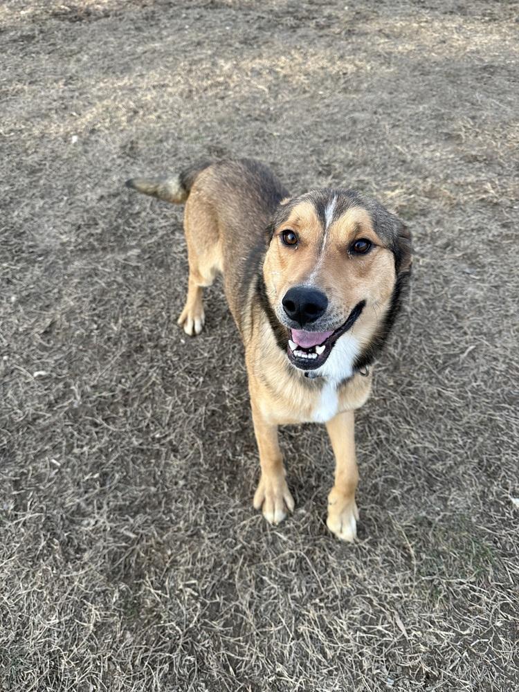 Clove, a Adoptable mixed breed in Evansville, IN image 3/4