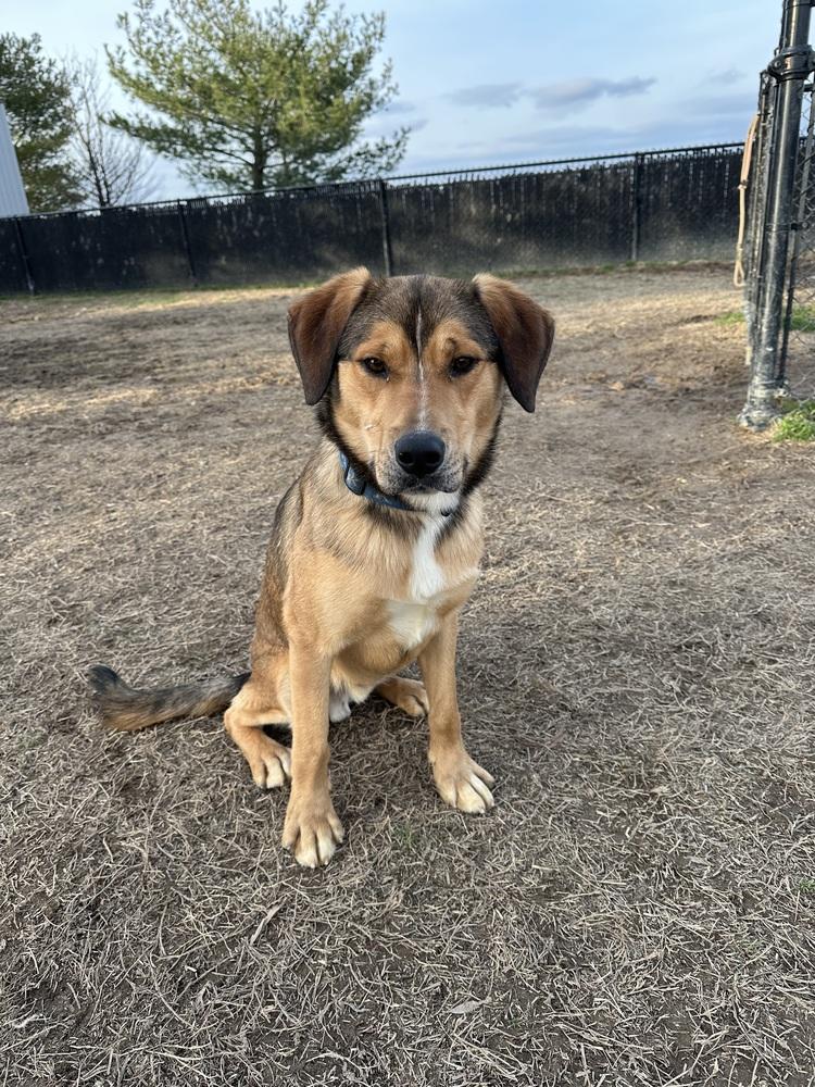 Clove, a Adoptable mixed breed in Evansville, IN image 4/4