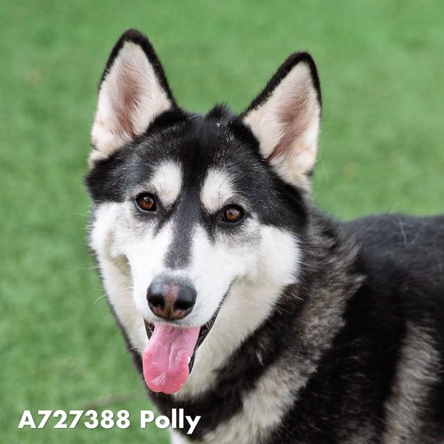 POLLY, Adoptable, Young Female Siberian Husky & German Shepherd Dog.