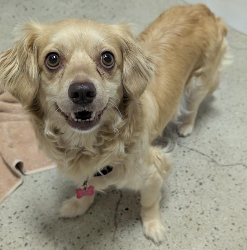 Magnolia , ADOPTABLE, Adult Female Spaniel.