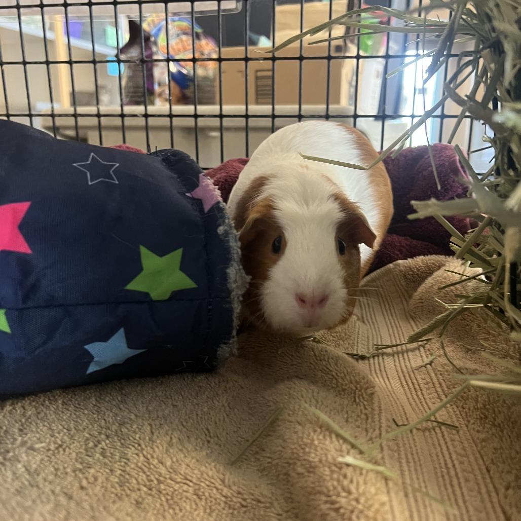cinnamon roll (Johnni), Adoptable, Young Female Guinea Pig.
