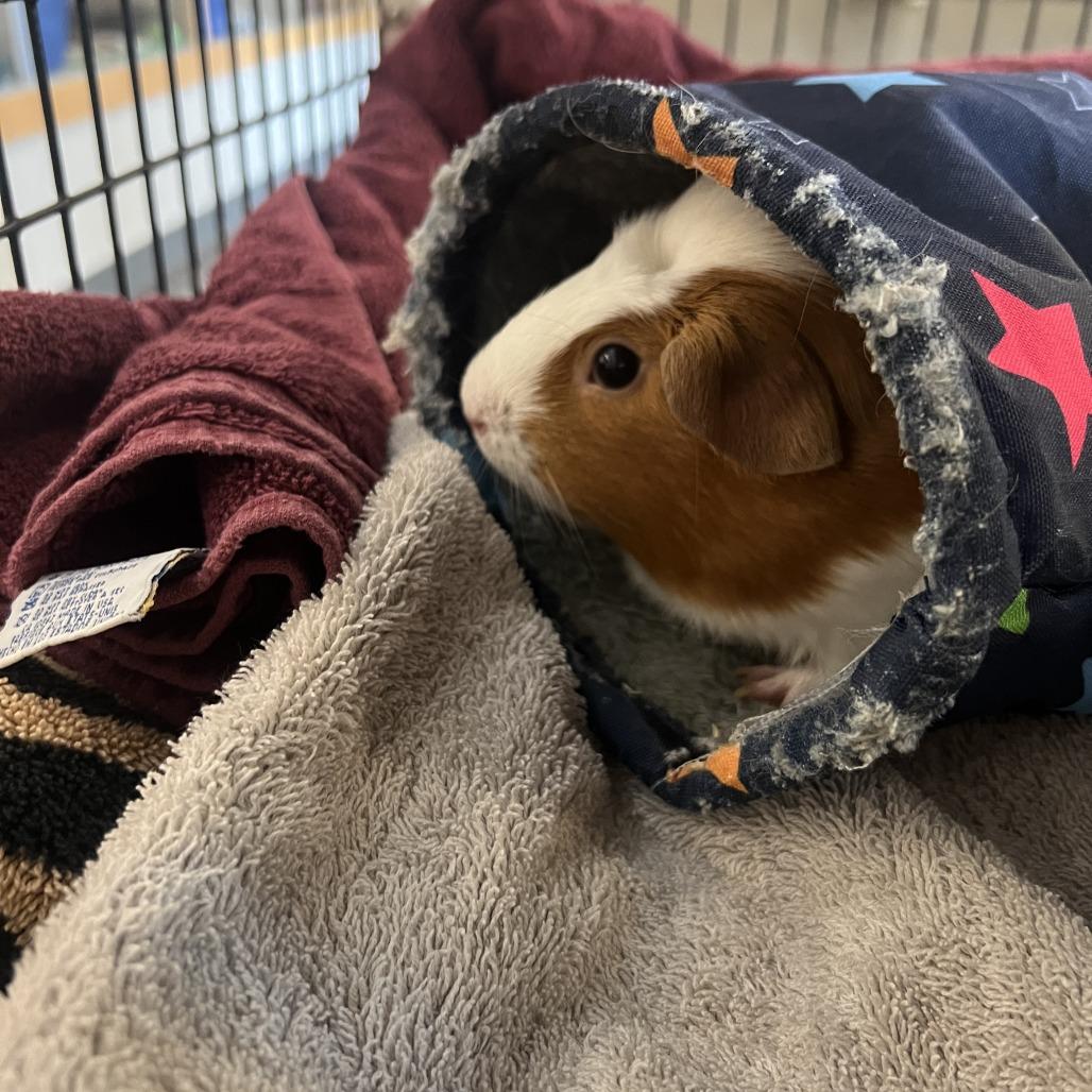 Enlarge cinnamon roll (Johnni), a Adoptable Guinea Pig in Cedar Rapids, IA image 2/3