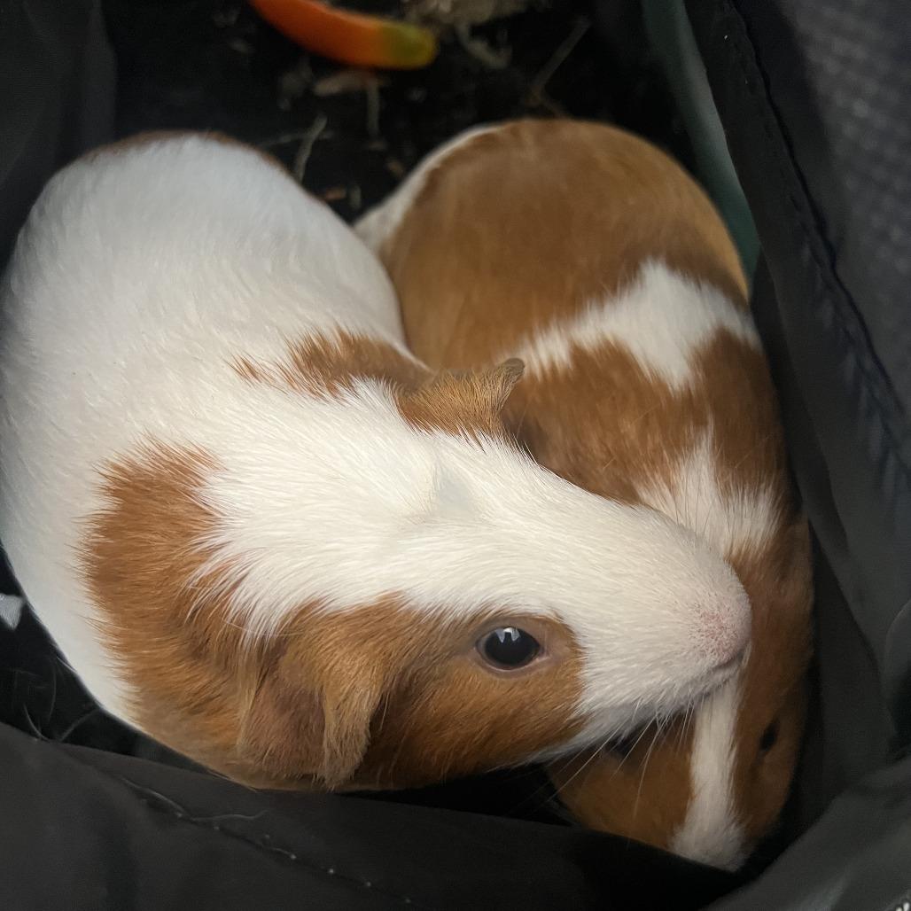 Enlarge cinnamon roll (Johnni), a Adoptable Guinea Pig in Cedar Rapids, IA image 3/3