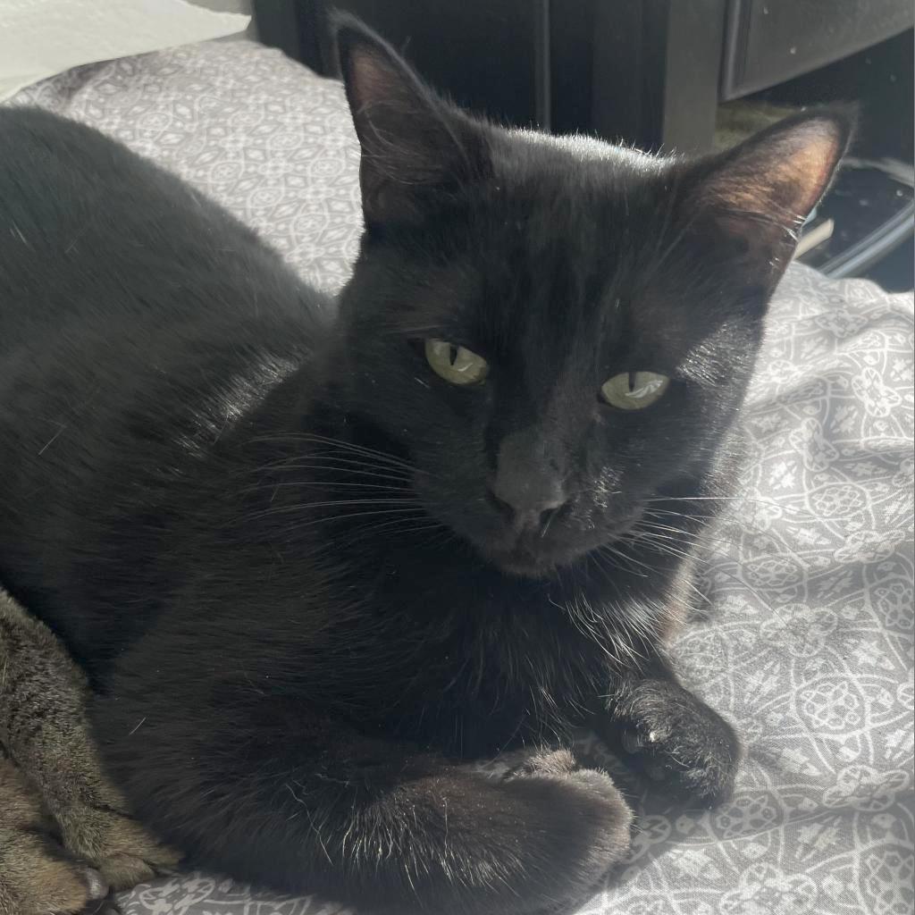 Enlarge Asha, a Adoptable Domestic Short Hair in Dallas, TX image 1/3