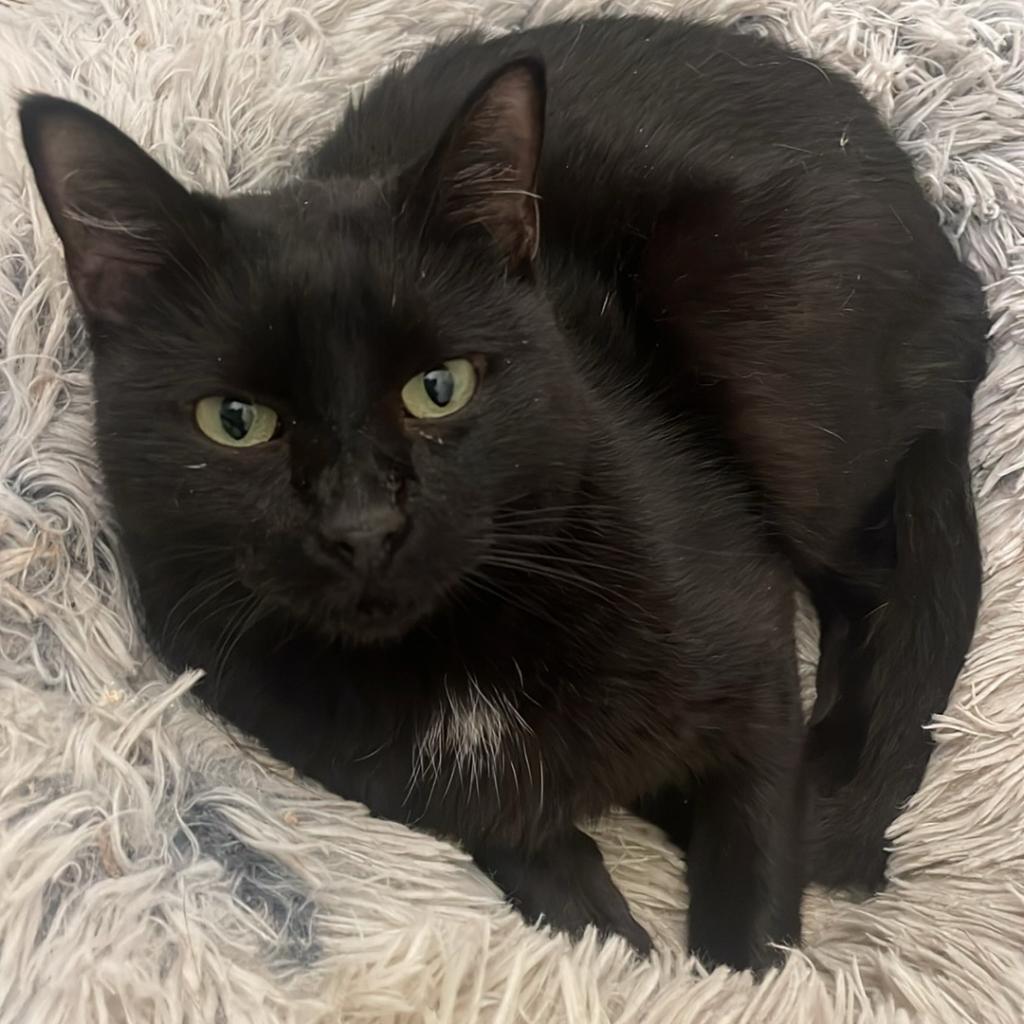 Enlarge Asha, a Adoptable Domestic Short Hair in Dallas, TX image 3/3