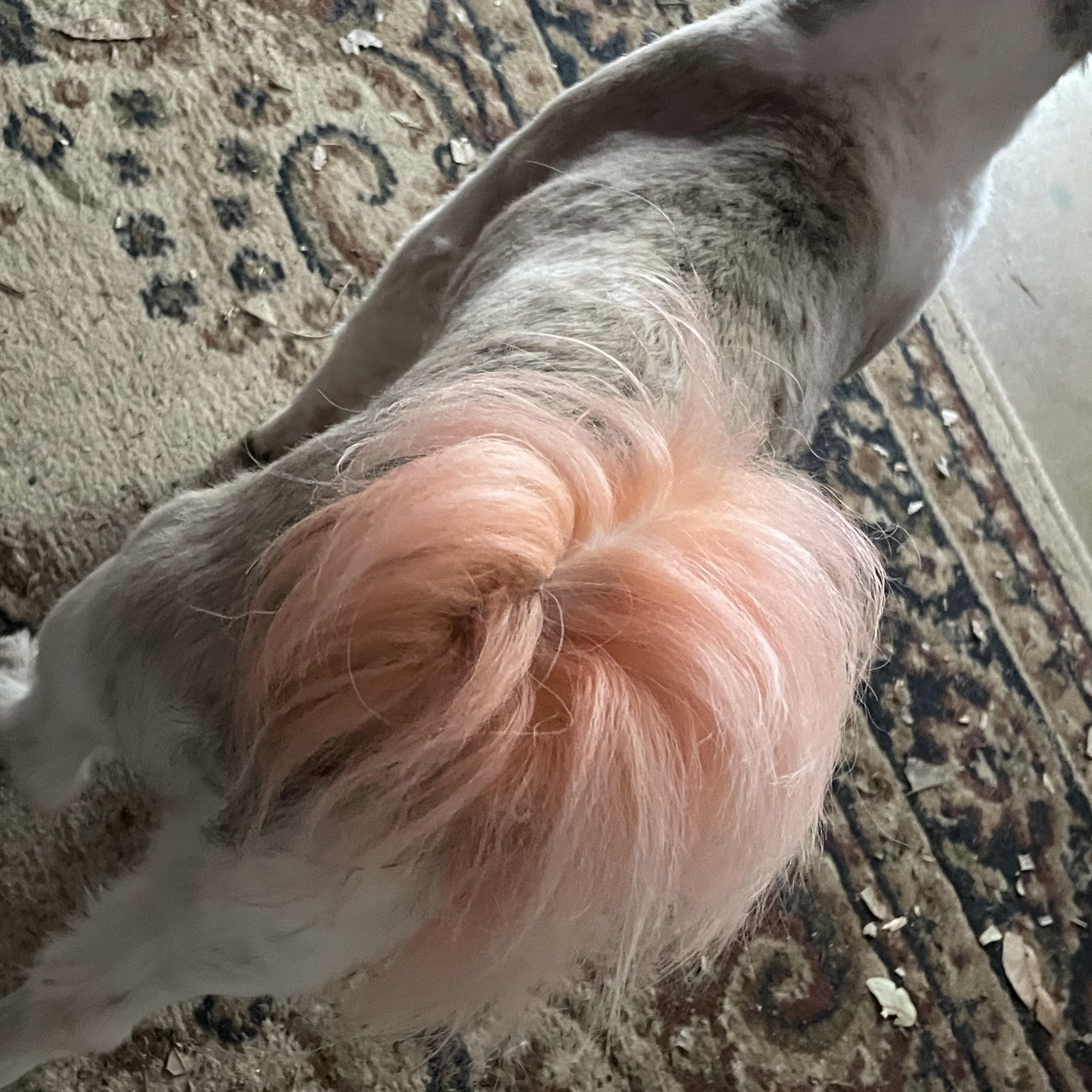 RICKY (Young, Sweet, Loving, Lucky Boy, Happy) — thumbnail 3