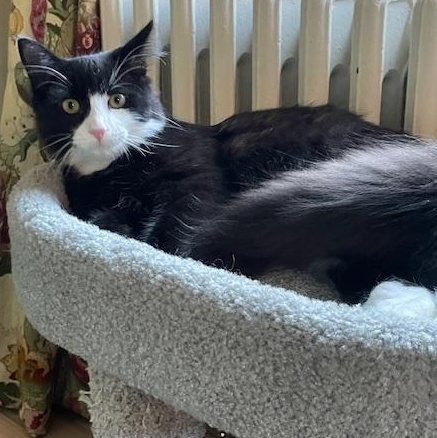 Enlarge Ocean, an adoptable Domestic Long Hair in Hudson, NY image 2/4