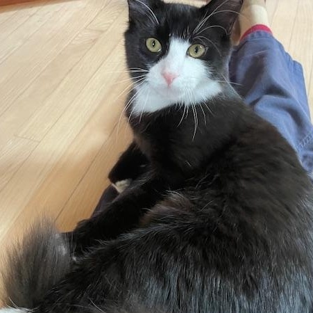 Enlarge Ocean, an adoptable Domestic Long Hair in Hudson, NY image 3/4