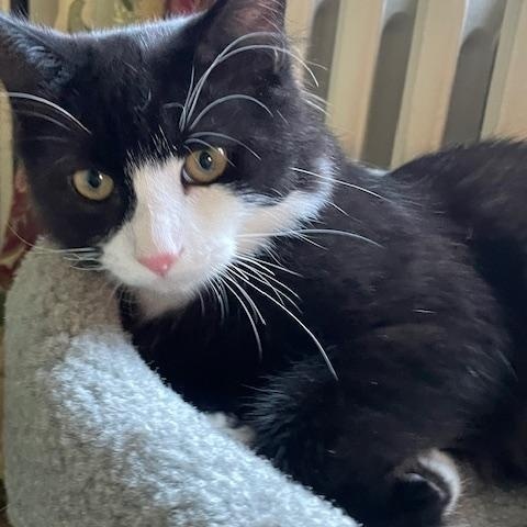 Ocean, adoptable, Kitten Male Domestic Long Hair.