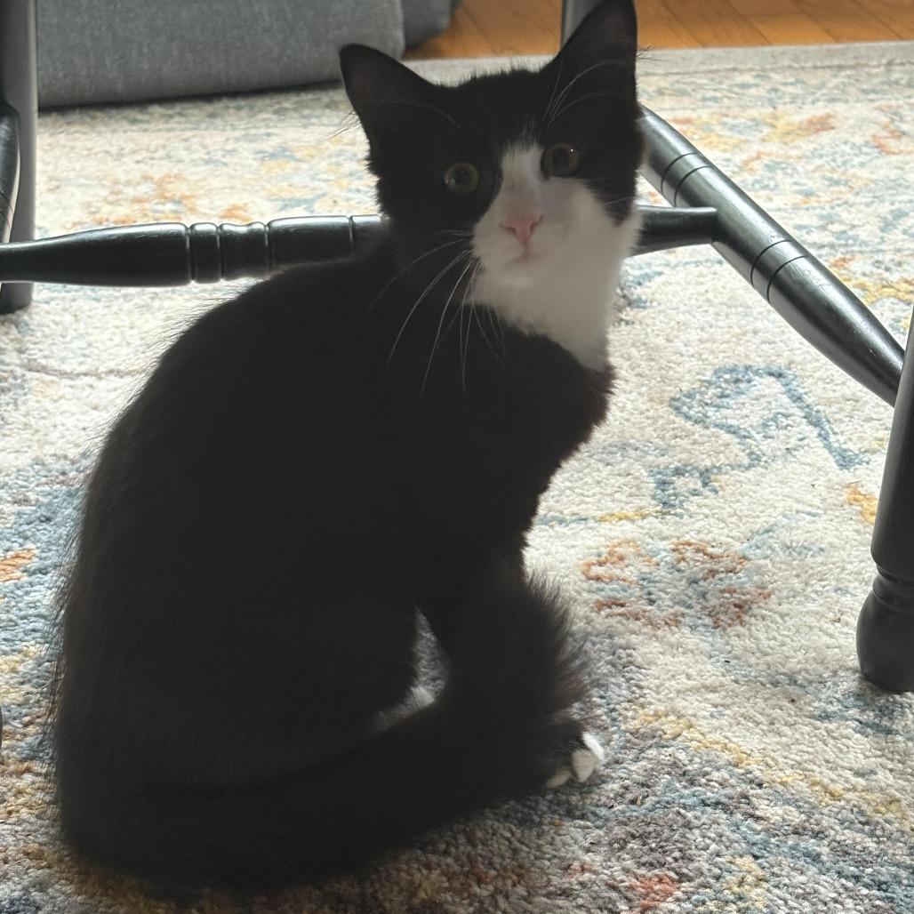 Enlarge Ocean, an adoptable Domestic Long Hair in Hudson, NY image 4/4