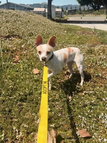GEORGE, Adoptable, Young Male Chihuahua & Mixed Breed.