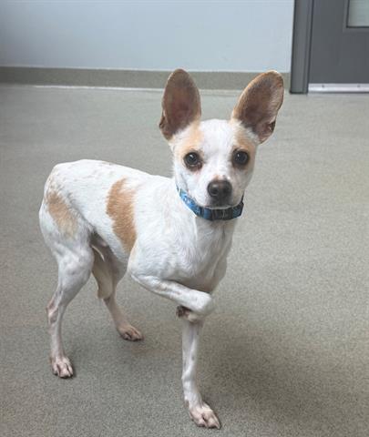 GEORGE, Adoptable, Young Male Chihuahua & Mixed Breed.