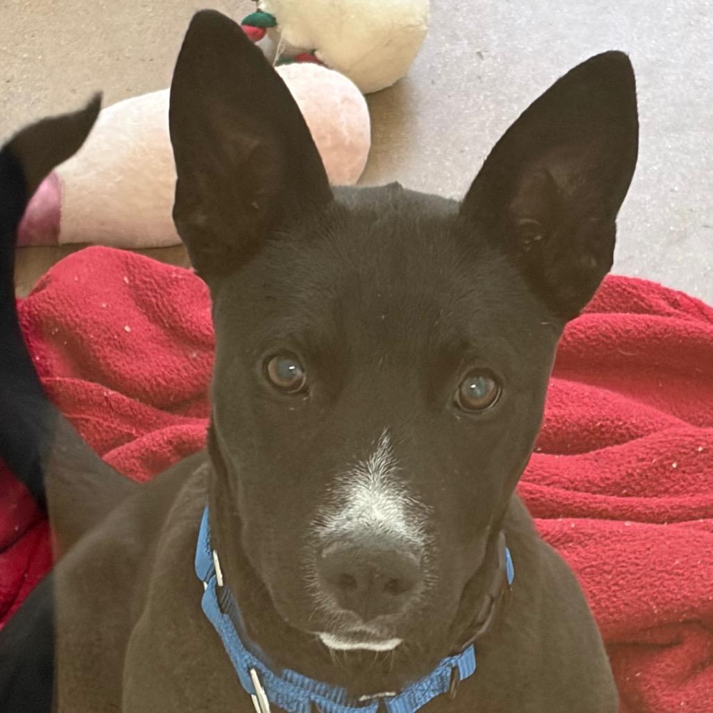 Enlarge Jade, a Adoptable Mixed Breed in Middletown, RI image 1/1