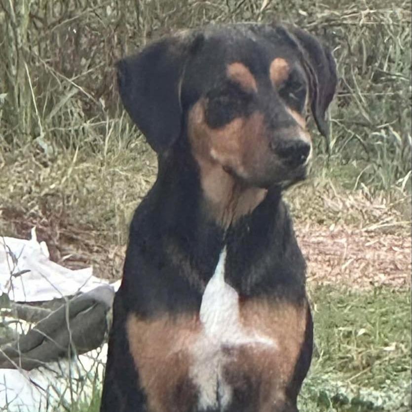 Walker, Adoptable, Young Male Rottweiler & Black and Tan Coonhound.